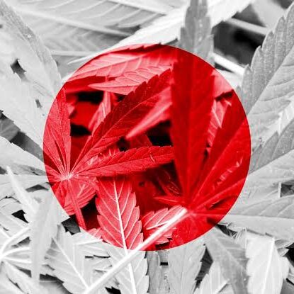 TaimaMail.JP – 日本国内どこへでも安全、迅速、匿名でマリファナを発送 – ダークネットジャパン！